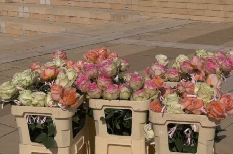 Стотици рози подариха в Ямбол