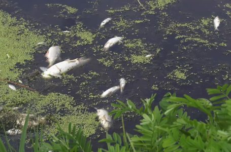 Мъртва риба изплува в река Мочурица край Стралджа