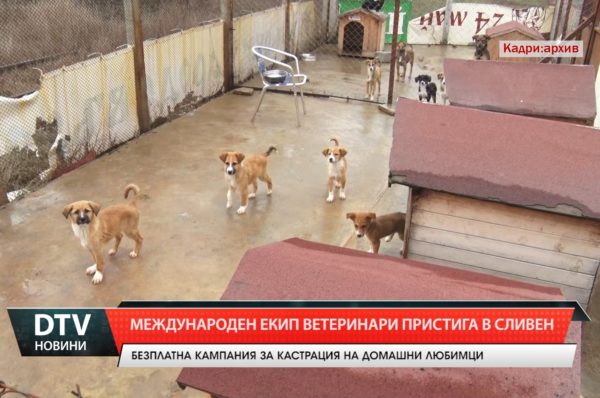 Международен екип ветеринари пристига в Сливен – безплатна кампания за кастрация на домашни любимци.