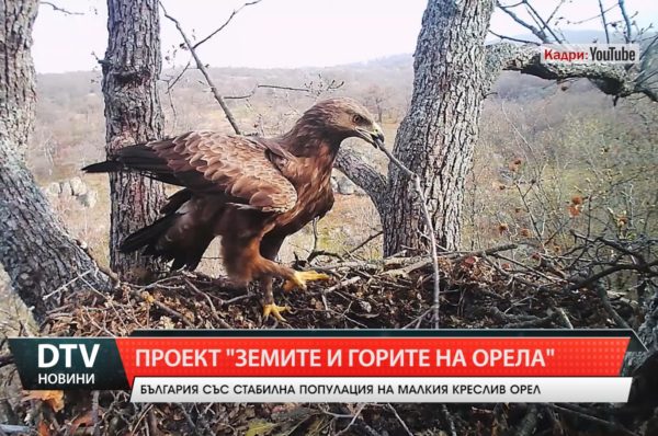 България със стабилна популация на малкия креслив орел.