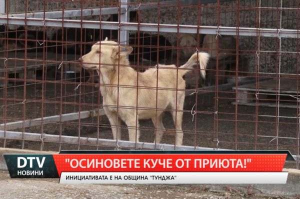 Инициатива за осиновяване на бездомно куче от приюта в село Роза започна община „Тунджа”.
