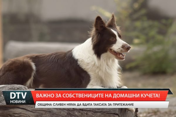 Община Сливен: Собствениците на домашни кучета, трябва да регистрират своя любимец и да заплатят такса от 20 лв.!
