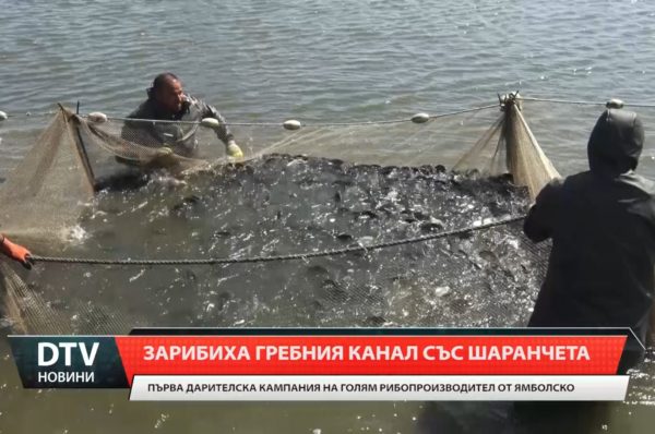 Над четири хиляди малки шаранчета заплуваха във водите на Гребния канал край Ямбол.