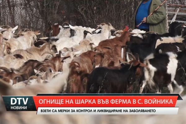 Огнище на шарка по дребните преживни животни в село Войника, общ. Стралджа.