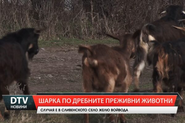 Ново огнище на шарка по дребните преживни животни бе регистрирано в село Желю войвода, община Сливен