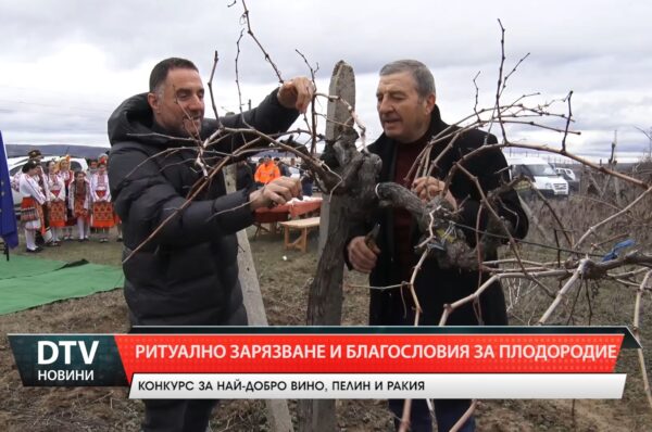 Стралджа празнува Трифон Зарезан с ритуално зарязване на лозята и винарска надпревара.