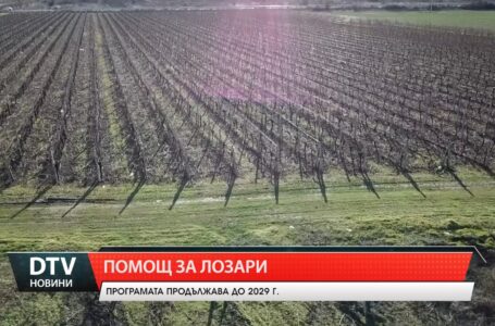 Фонд „Земеделие“ отпуска 5 млн. лв. за борба с вредители по лозата