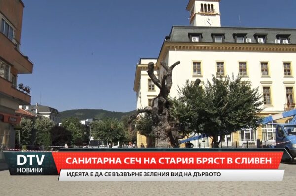Санитарна сеч на Стария бряст в Сливен