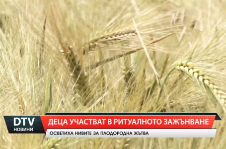 С ритуал, благослов и детски ръце община „Тунджа” даде началото на жътвата