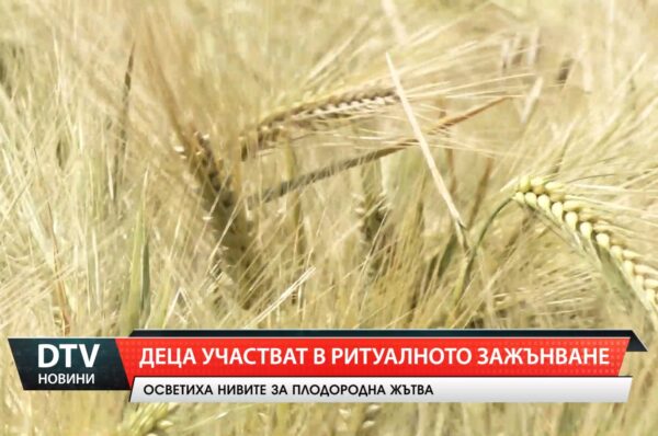 С ритуал, благослов и детски ръце община „Тунджа” даде началото на жътвата