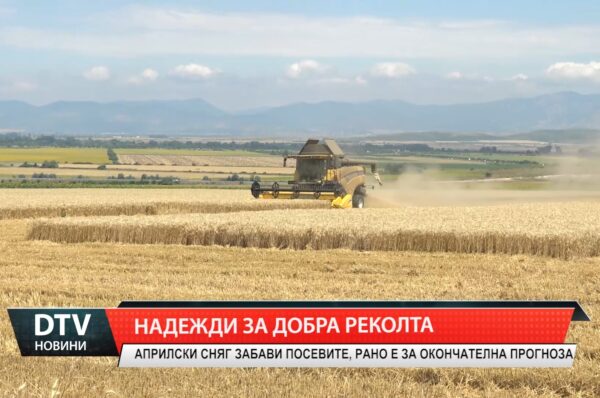 Надежди за добра зърнена реколта, въпреки капризите на времето тази година.