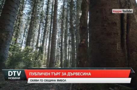 Община Ямбол обяви търг за продажба на дървесина