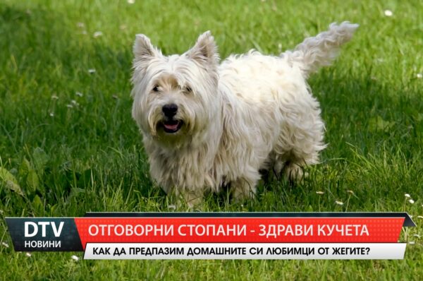 Все повече стопани знаят как да пазят кучетата си от прегряване в летните горещини.