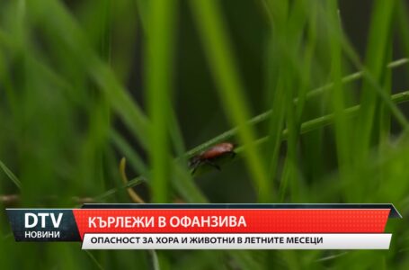 Проблеми с кърлежите- призивът е да се внимава