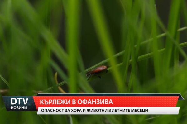 Проблеми с кърлежите- призивът е да се внимава