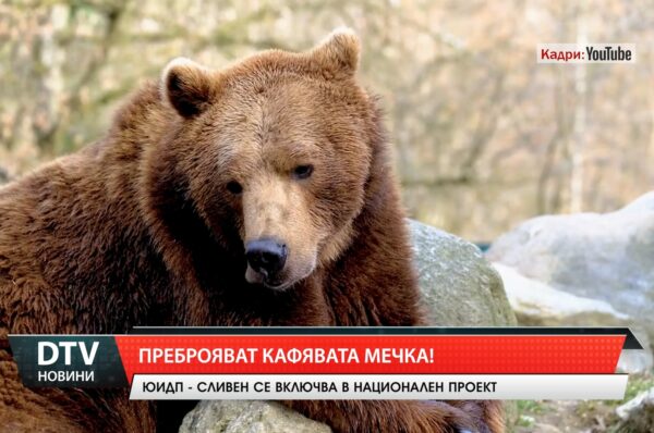 Югоизточното държавно предприятие – Сливен се включва в преброяването на кафявата мечка в страната.