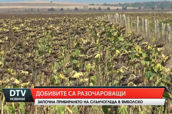 Започна прибирането на слънчогледа в Ямболско