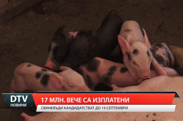 Свиневъди кандидатстват до 19 септември