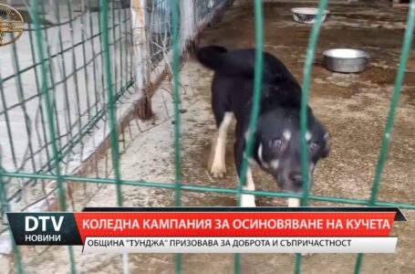 Коледна кампания за осиновяване на кучета