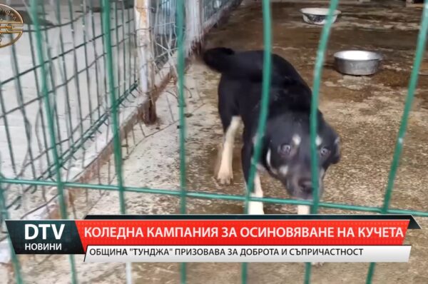 Коледна кампания за осиновяване на кучета