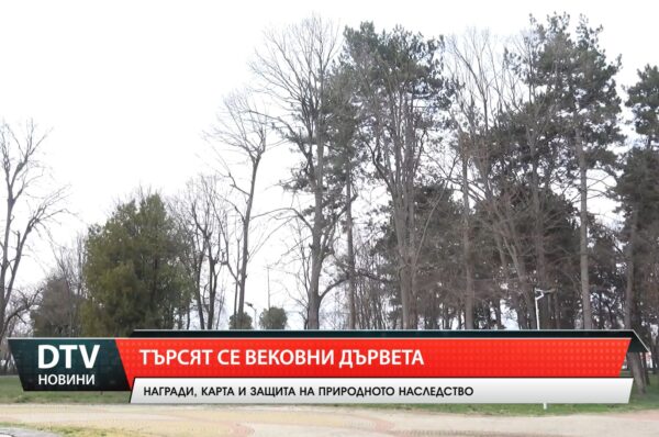 Търсят се вековни дървета в Стралджа